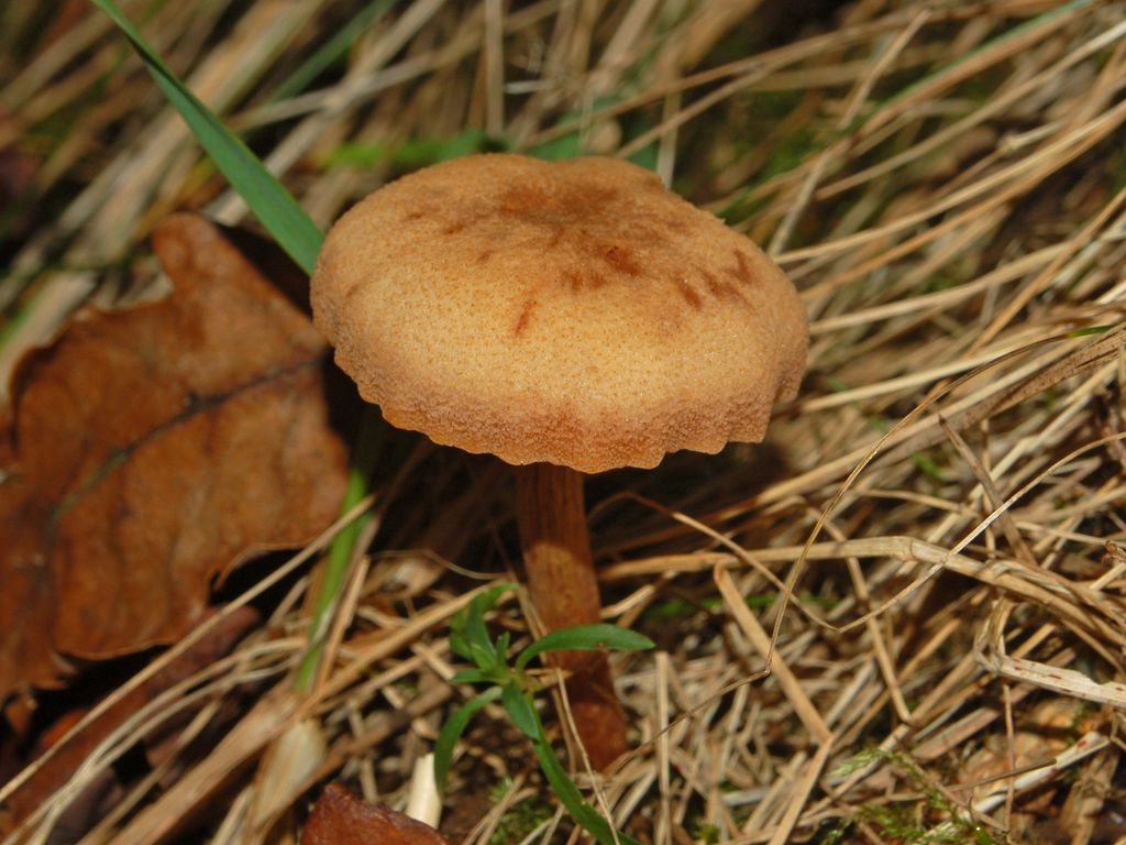 Dei piccoli funghi (Laccaria sp.)